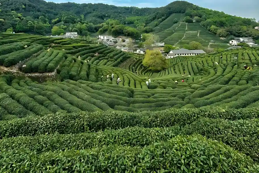 Longjing Village in Hangzhou showing tea plantations spread across green mountain slopes