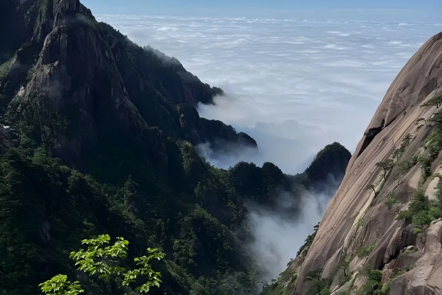 Huangshan Mountain in Huangshan showing spectacular granite peaks covered with pine trees and sea of clouds