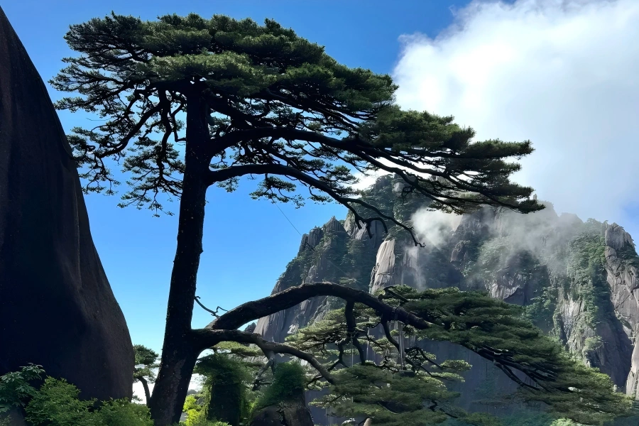 Greeting Pine in Huangshan showing famous pine tree growing on steep mountain cliff