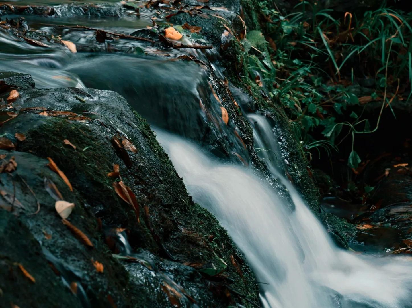 A clear mountain stream flows gently over moss-covered rocks through the lush forest.
