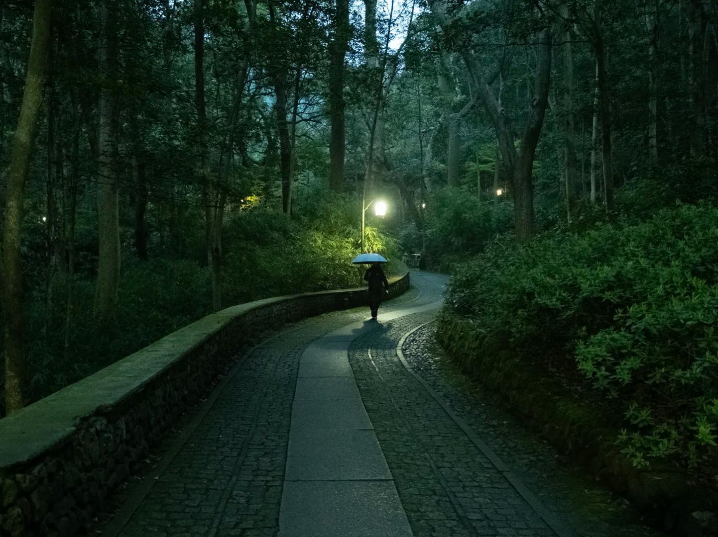 Rainy Night Forest Path at Nine?Creeks and Eighteen?Gullies