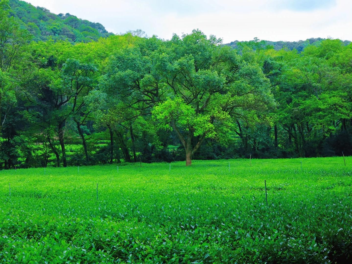 Longjing Tea Plantation in Hangzhou
