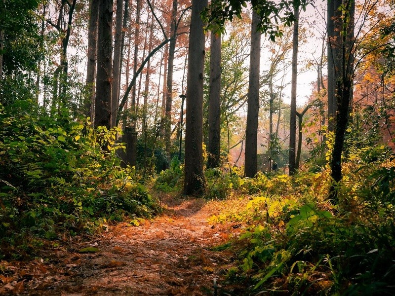 Leaf?strewn forest trail amid tall trees in Hangzhou Nine?Creeks mountains