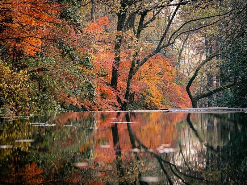 Colorful autumn maple forest reflected on tranquil water at Hangzhou Nine?Creeks