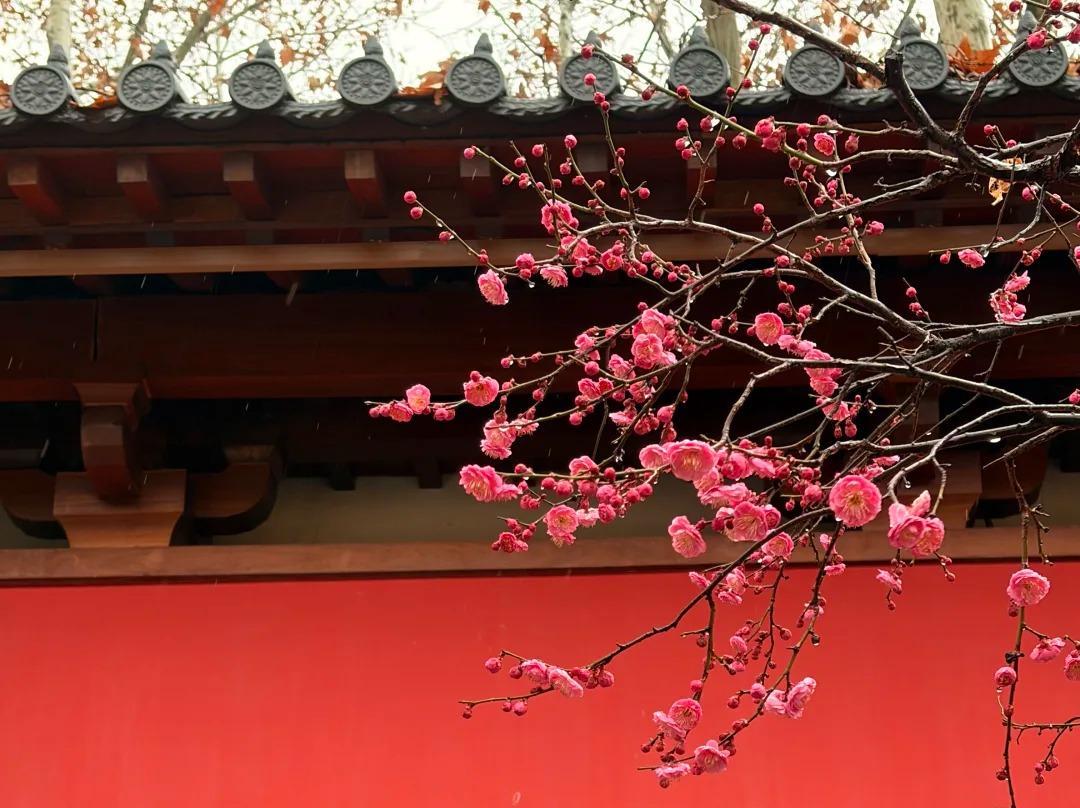 Pink plum blossoms against the red walls and traditional roof of De Shou Palace.