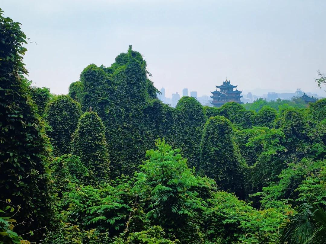 Distant View of City God Pavilion over Lush Wushan Hill