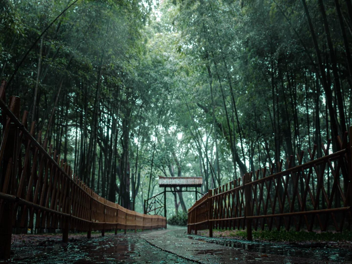 Misty rainy bamboo path at Tiger Hill scenic spot Suzhou
