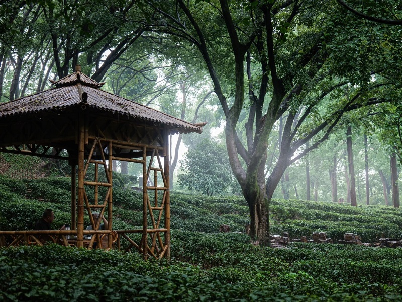 Bamboo pavilion within tea fields at Tiger Hill Suzhou