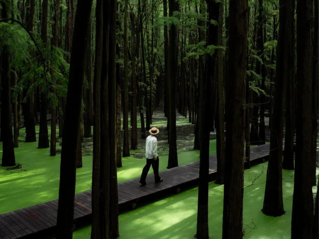 Person strolling on boardwalk in Qingshan Lake water forest Hangzhou