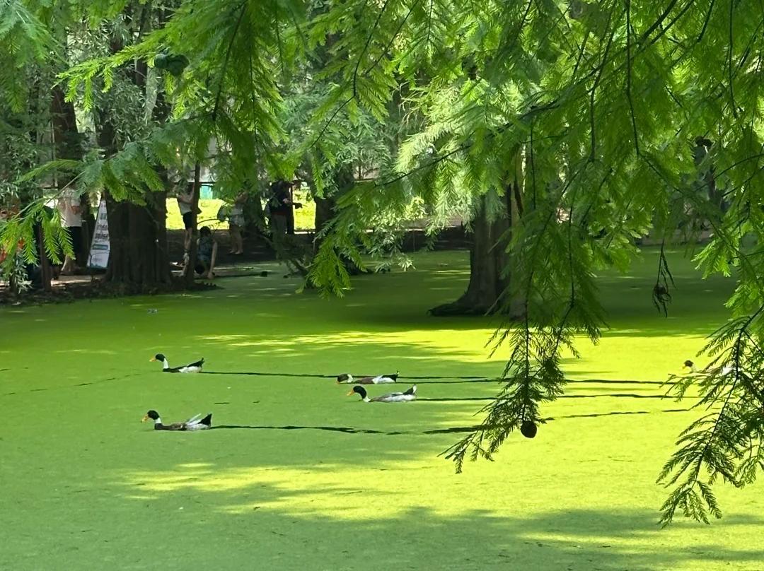 Wild ducks swimming in green wetland of Qingshan Lake Hangzhou