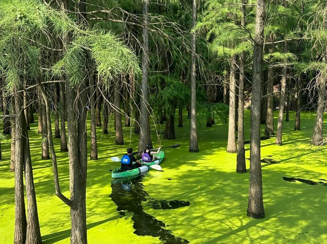 Visitors kayaking through metasequoia forest at Qingshan Lake Hangzhou
