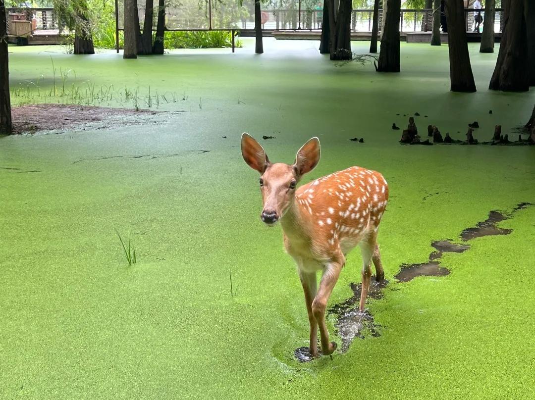 Sika deer in green wetland of Qingshan Lake Hangzhou