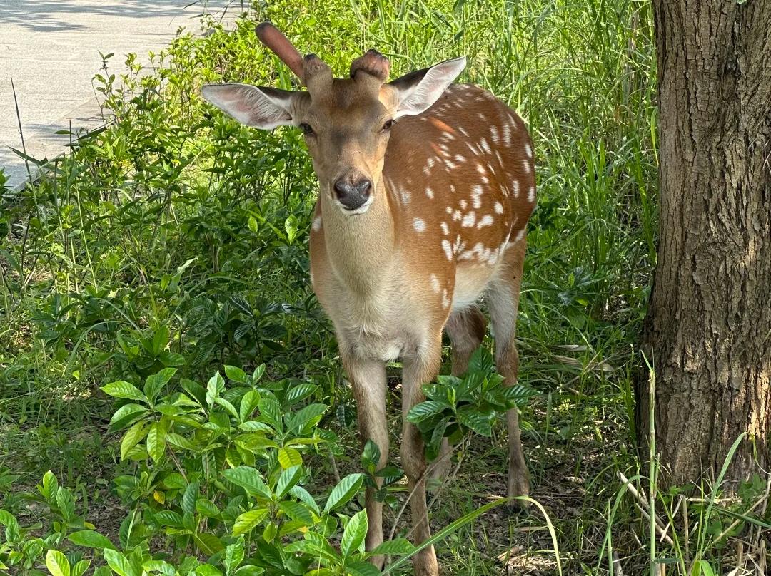 Sika deer surrounded by green plants at Qingshan Lake Hangzhou