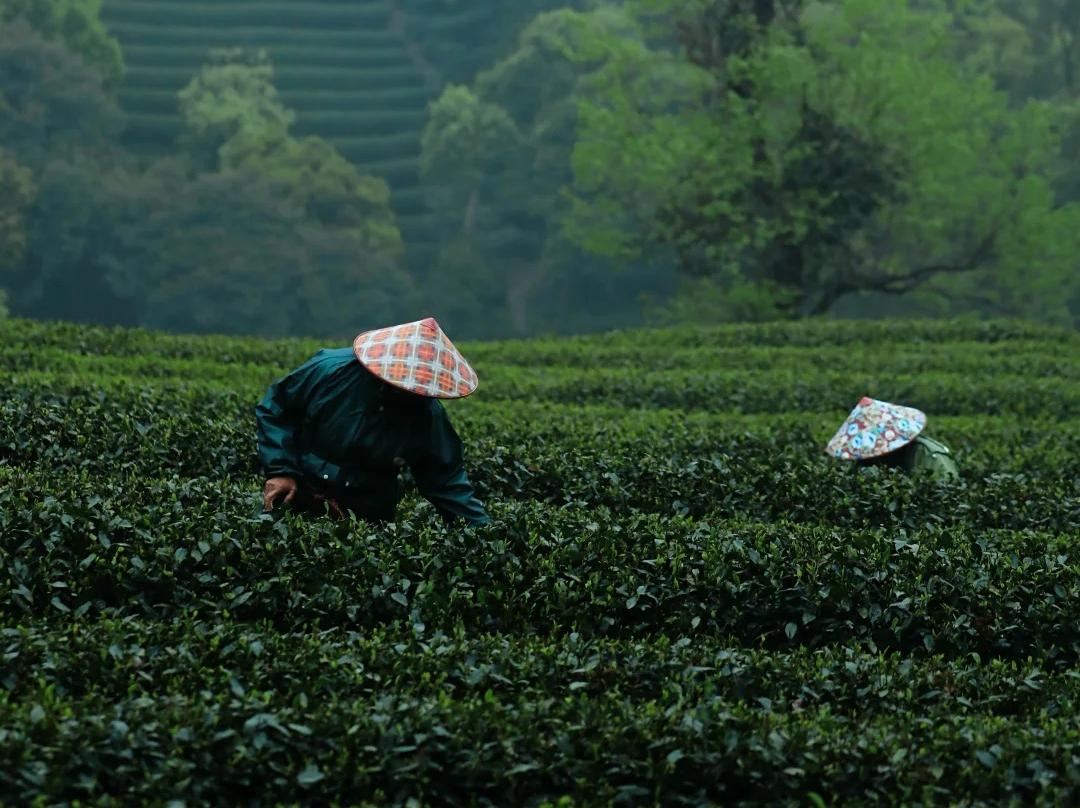 Farmers harvesting tea at Hangzhou Longjing tea farm
