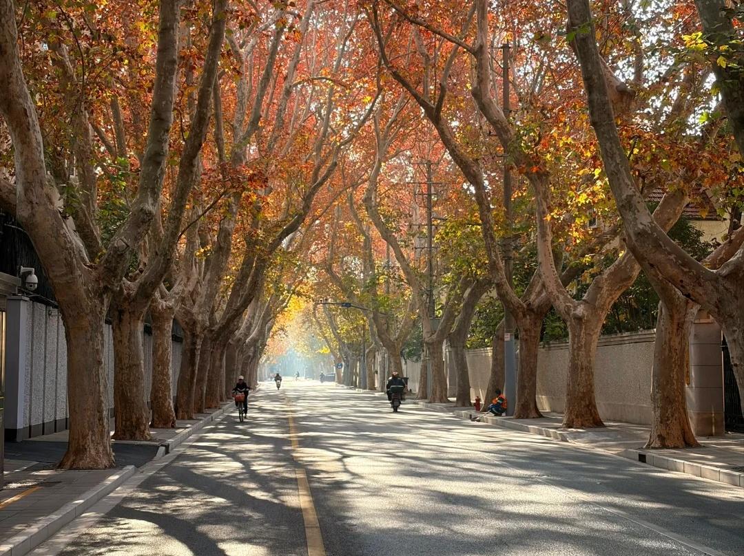 Fall sycamore tree avenue in Shanghai city