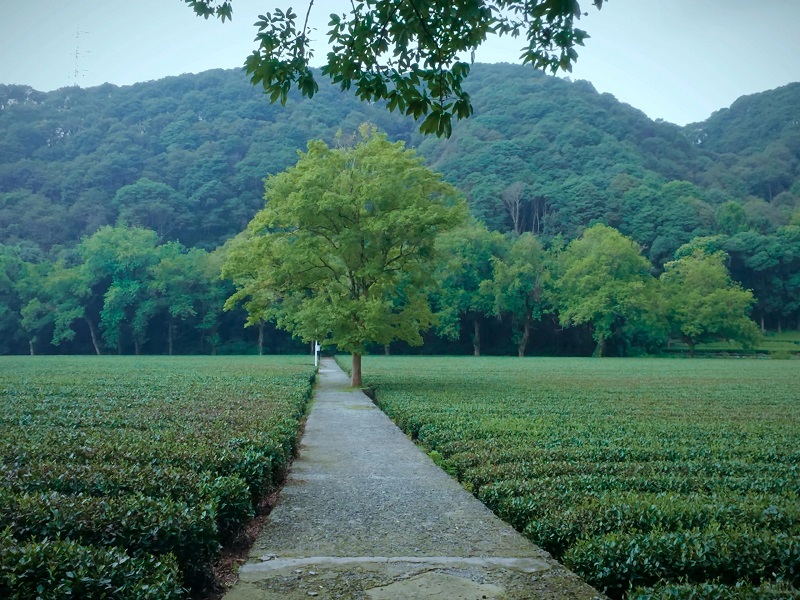 Walking trail in Hangzhou Longjing tea farm