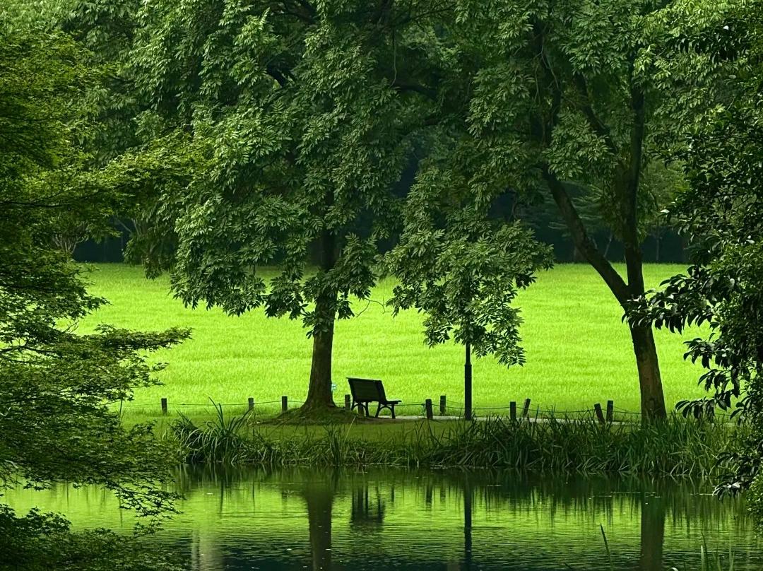 Serene green lakeside park with bench and trees
