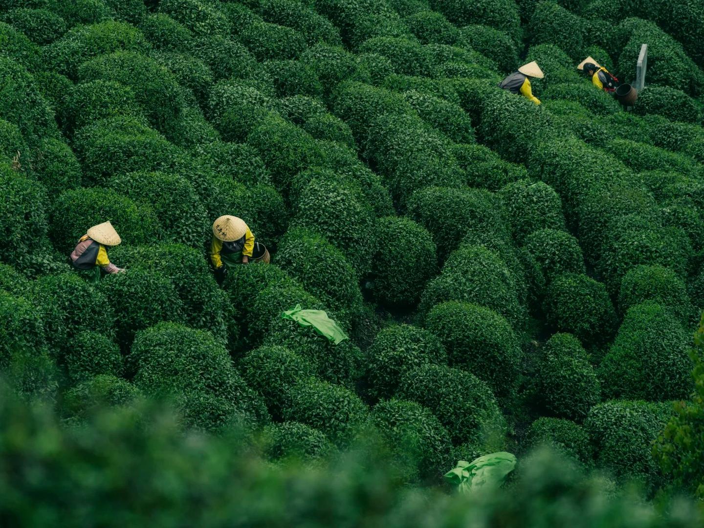 Workers picking tea leaves in mountain tea garden