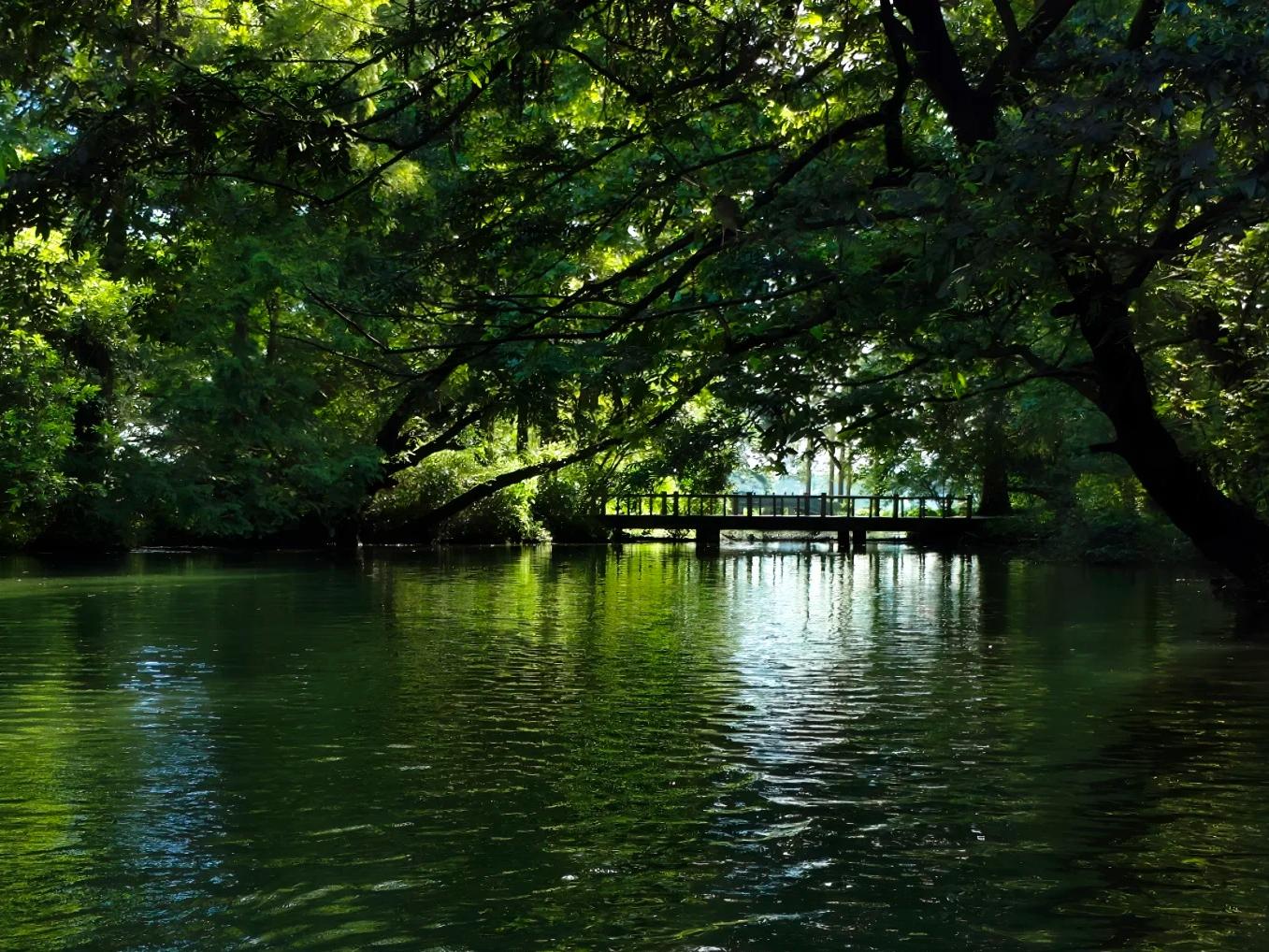 Wooden bridge over tranquil Xixi wetland river