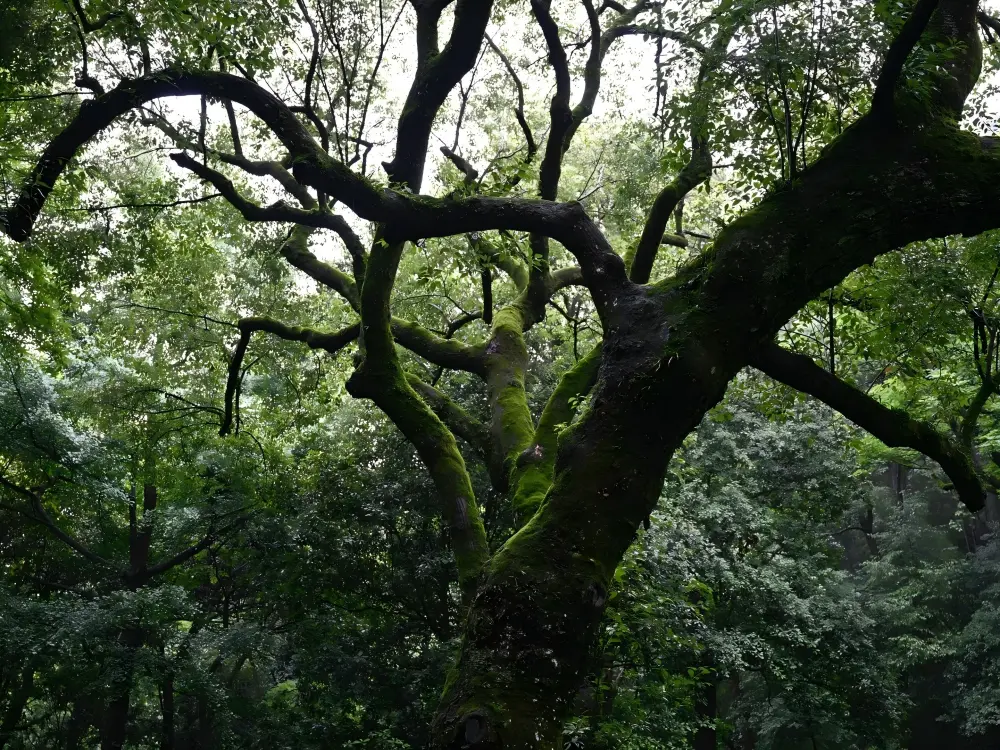 Ancient Mossy Tree in Yunqi Bamboo Path
