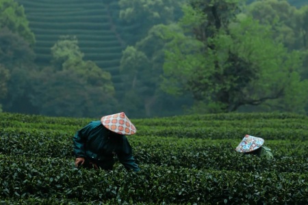 Meijiawu Tea Pickers and Mountain Scenery The tea pickers in Meijiawu and the tea scenery of the entire mountain
