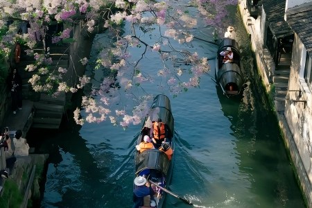 Wupeng Boats on Ancient Canal in Shaoxing Under Blooming Paulownia Tree