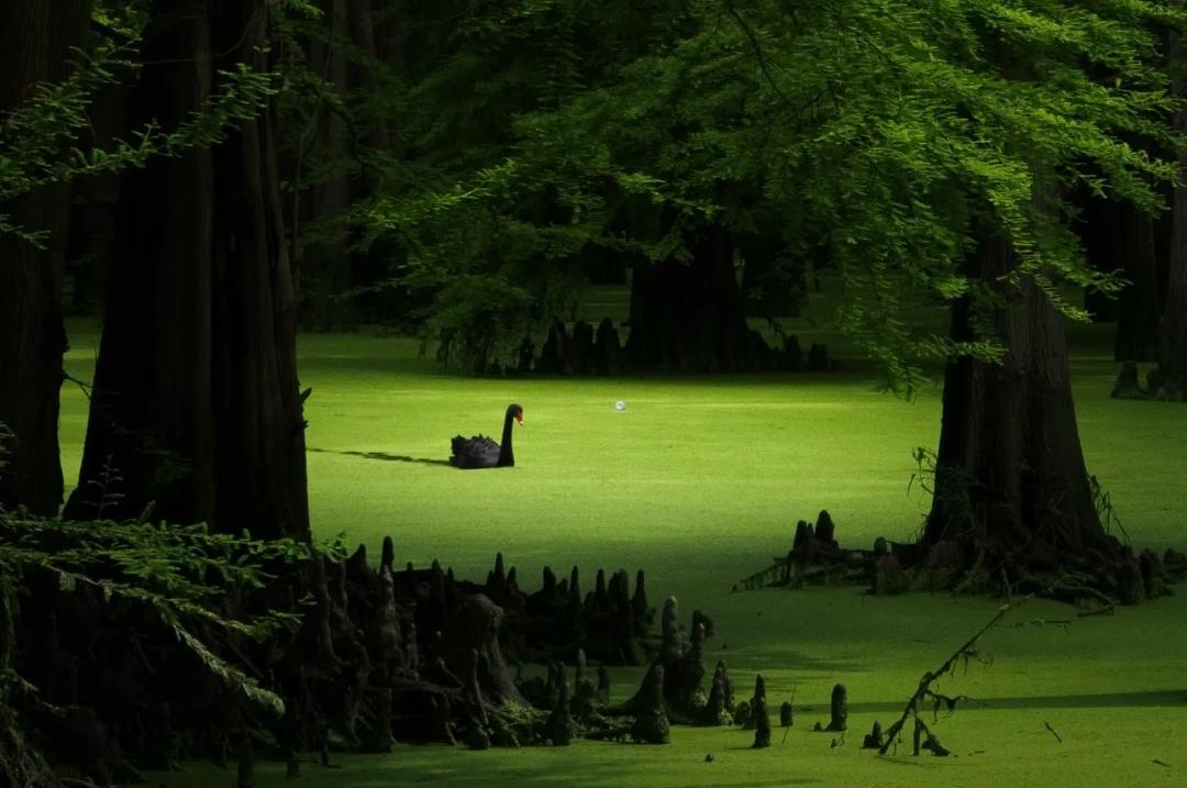 Dense metasequoia trees covered by bright green duckweed in Qingshan Lake water forest