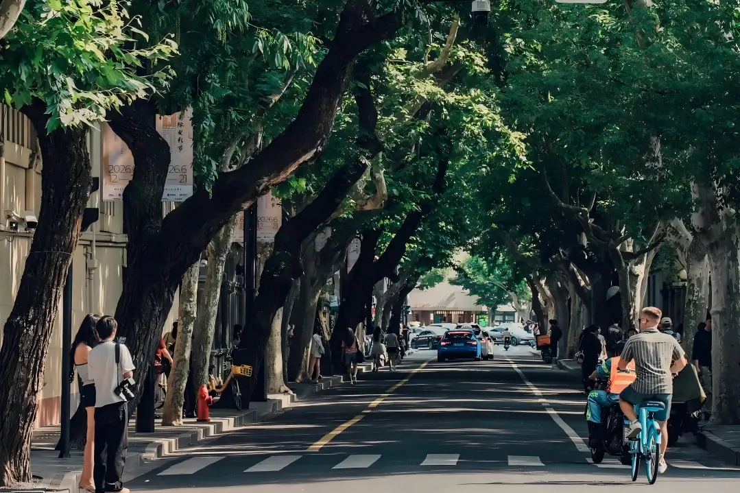 Shady plane tree avenue in Shanghai Former French Concession