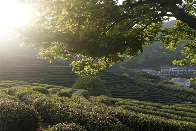 Layers of neatly trimmed Longjing tea terraces bathed in soft morning sunlight, framed by green tree branches in Hangzhou tea village