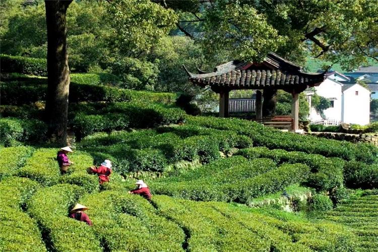 Longjing Tea Plantations in Meijiawu Village Farmers picking fresh tea leaves amid layered green Longjing tea terraces with ancient pavilion