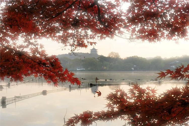 Misty scenic view of Huagang Fish Viewing Park framed by vivid red maple leaves, with distant Leifeng Pagoda reflecting on calm West Lake water in Hangzhou