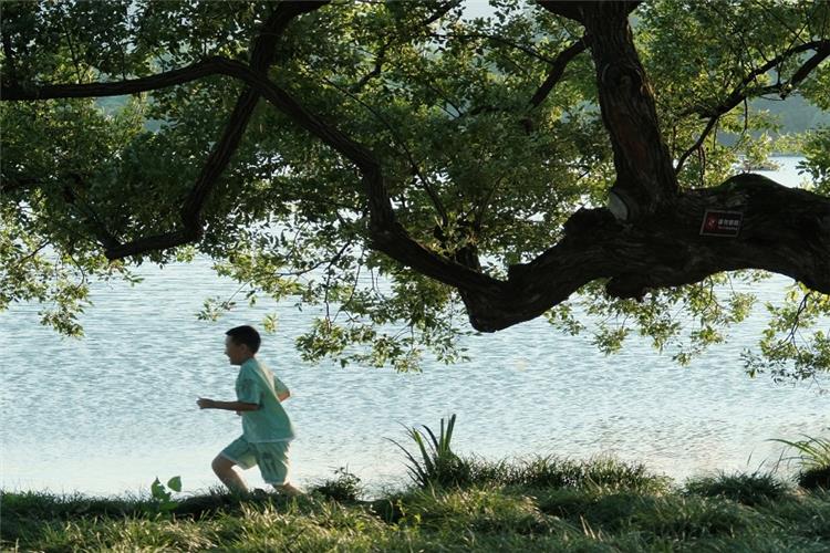 Huge ancient camphor trees lining Su Causeway, quiet natural lakeside atmosphere