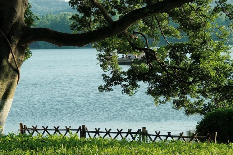 Lush ancient tree framing calm West Lake water with wooden fence and green grass, peaceful natural lakeside scenery in Hangzhou