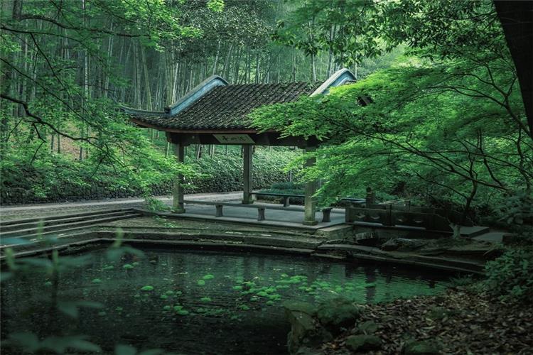 Traditional Chinese pavilion beside quiet pond surrounded by dense green bamboo and foliage, tranquil Yunqi Bamboo Path landscape