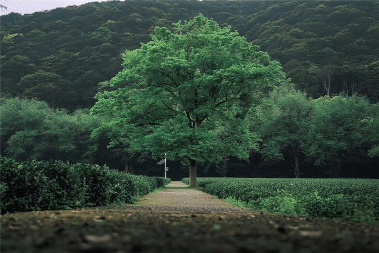 Neat rows of Longjing tea plantations with a tall leafy tree along the path, layered green mountain backdrop in Hangzhou tea village