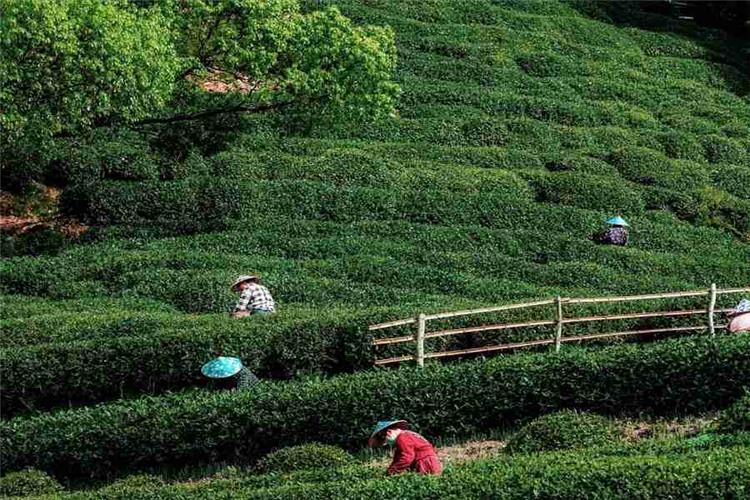 Lush layered green Longjing tea plantations with tea farmers picking fresh tea leaves in Hangzhou tea village