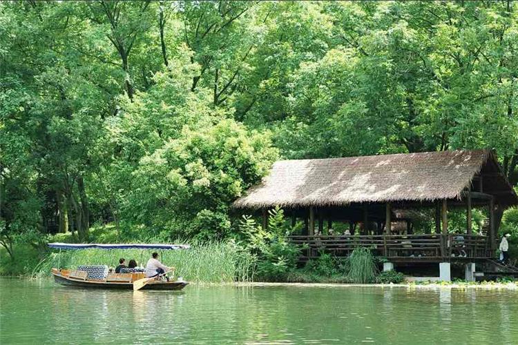 Peaceful green West Lake scenery, wooden sightseeing boat and thatched pavilion surrounded by dense green trees
