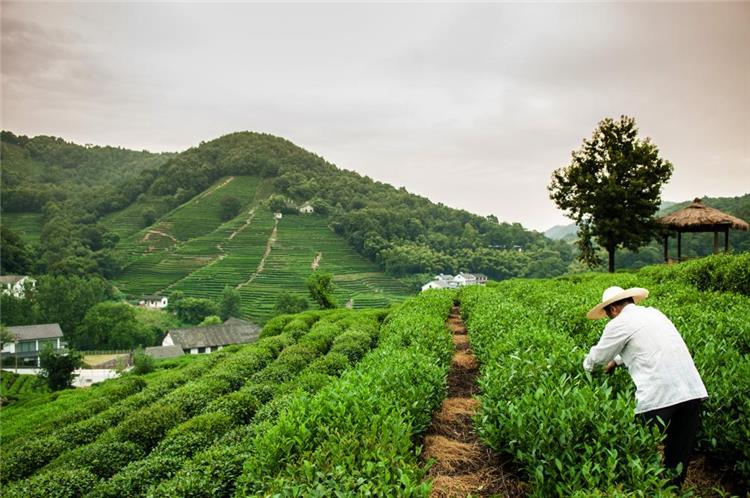 Meijiawu Longjing Tea Shop Meijiawu Tea Estate in Hangzhou presenting village tea stores amid rolling mountain tea fields