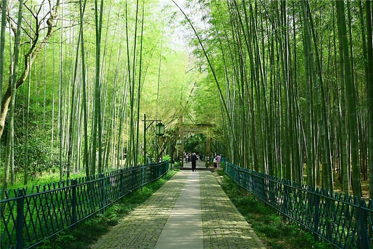 Bamboo-Lined Path at Yunqi Yunqi Bamboo Path in Hangzhou presenting tourists wandering along quiet stone trail amid tall bamboo groves