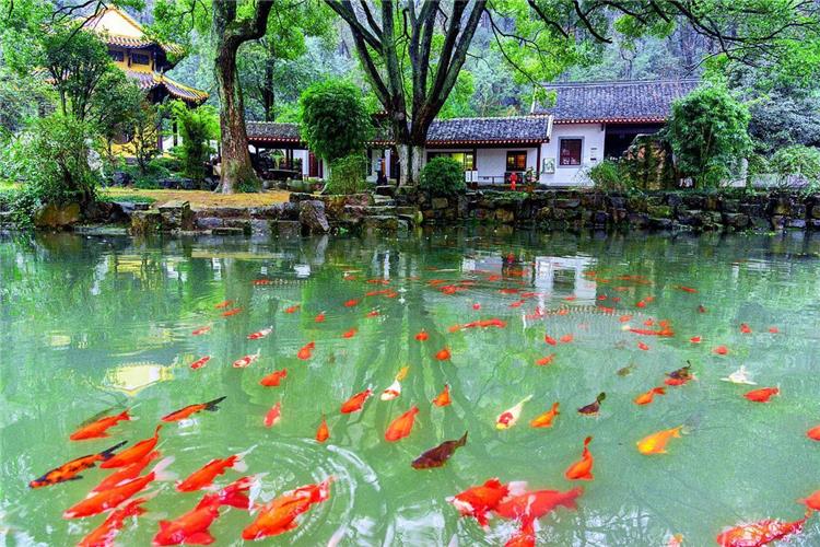 Viewing Fish at Flower Pond in Hangzhou featuring classic West Lake garden with koi ponds, blooming flowers and elegant pavilions