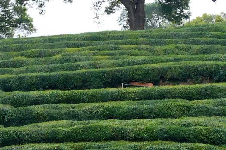 Peaceful rural Meijiawu Tea Village with family teahouses scattered among endless emerald tea hills, representing the core origin of premium West Lake Longjing tea
