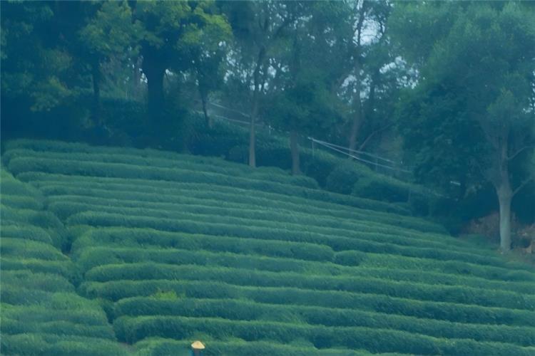 Misty mountain Meijiawu Tea Village surrounded by layered Longjing tea terraces, where visitors pick fresh tea leaves and taste authentic mountain spring brewed tea