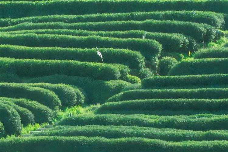 Meijiawu Tea Culture Village in west West Lake Hangzhou, a 600-year-old ancient village known as 