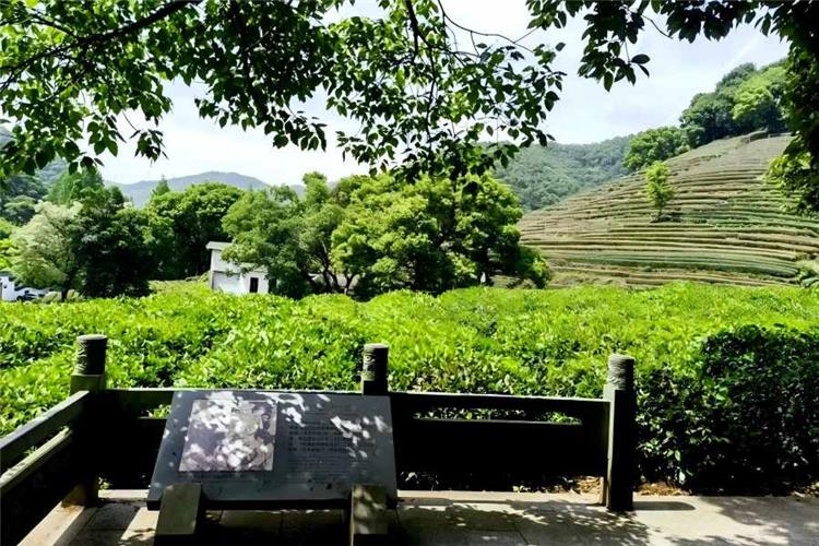 First-class protected origin of premium West Lake Longjing Tea Meijiawu Village, dotted with folk teahouses where tourists experience tea picking, stir-frying and authentic tea tasting