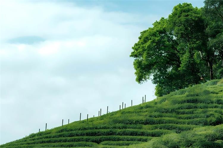Aerial panoramic view of Meijiawu Tea Village, endless rolling tea fields spread across hills, ancient village dwellings hidden in misty green mountain ridges
