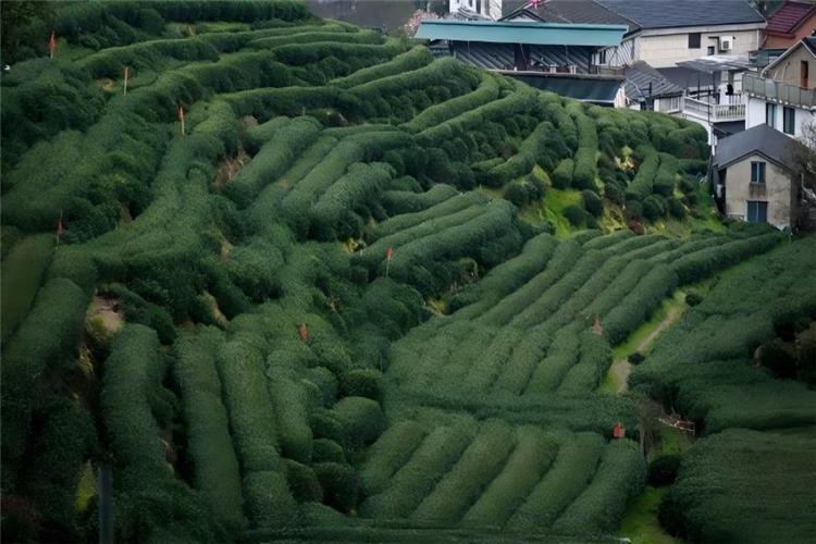National agricultural tourism demonstration site Meijiawu Tea Village, boasting ecological tea terraces, mountain trails and slow rural leisure lifestyle full of tea fragrance all year round