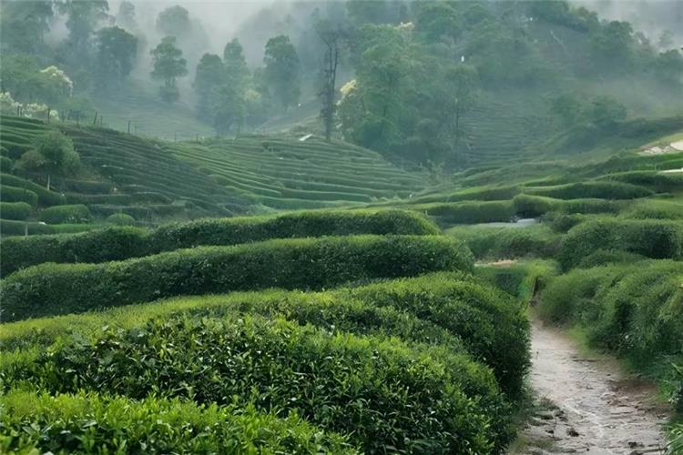 Aerial panoramic view of Meijiawu Tea Village, rolling hills fully covered by neat tea terraces, ancient village dwellings scattered among greenery under clear blue sky