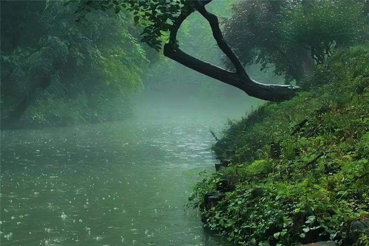 Serious rainy day view of Xixi National Wetland Park, thin white mist lingering above emerald river surface, luxuriant wild green plants covering riverbank, curved tree trunk framing the foggy waterway full of Jiangnan poetic charm