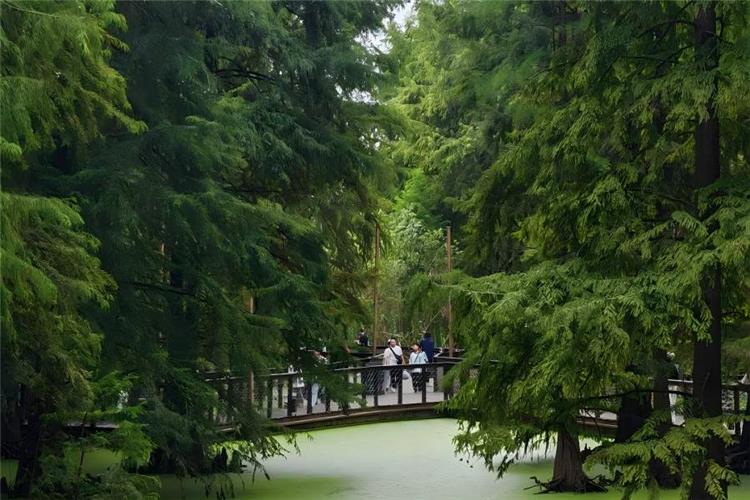 Water metasequoia forest of Xixi Wetland Hangzhou, tall dense dawn redwood trees growing from green algae-covered water, wooden plank walkway winding through the aquatic forest, visitors wandering amid cool emerald primeval woodland