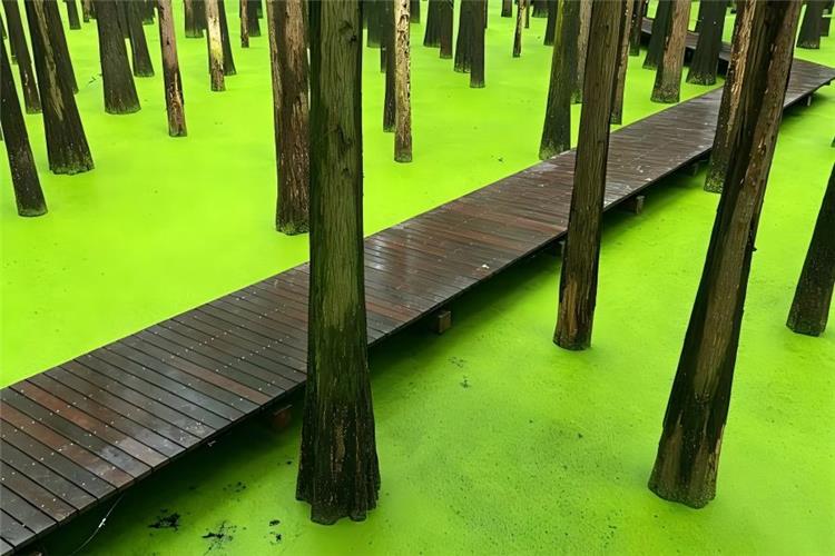 Qingshan Lake Water Metasequoia Forest in Lin'an Hangzhou, towering dawn redwood trees grow out of calm lake water, winding wooden boardwalk shuttles through layers of emerald green foliage, forming a dreamy primeval aquatic forest oxygen bar